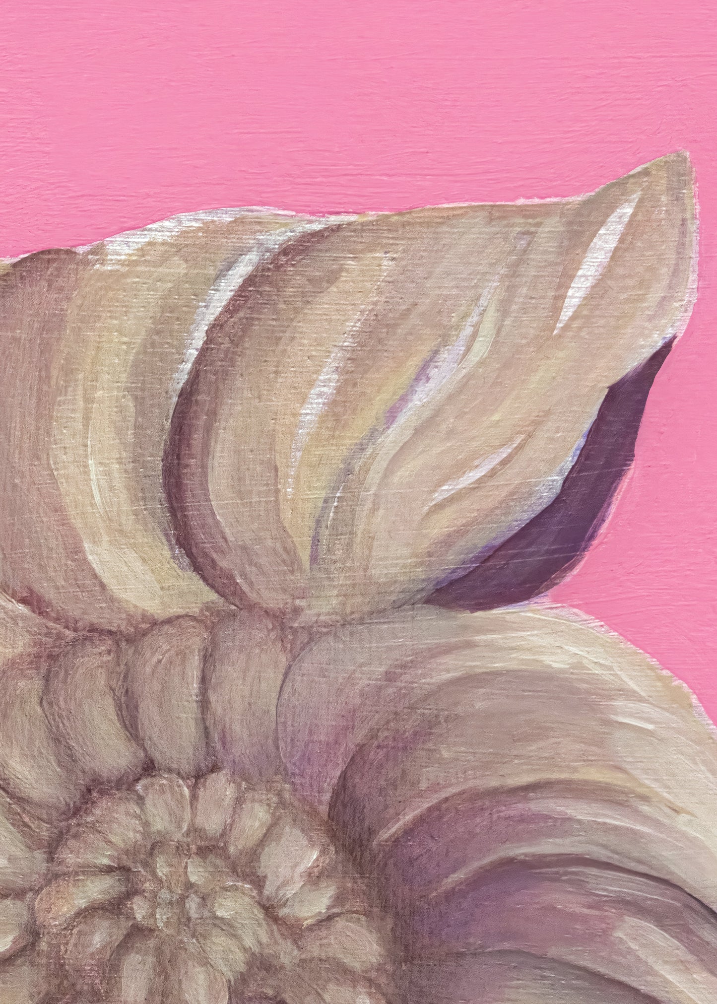 Pink Baby Seashell